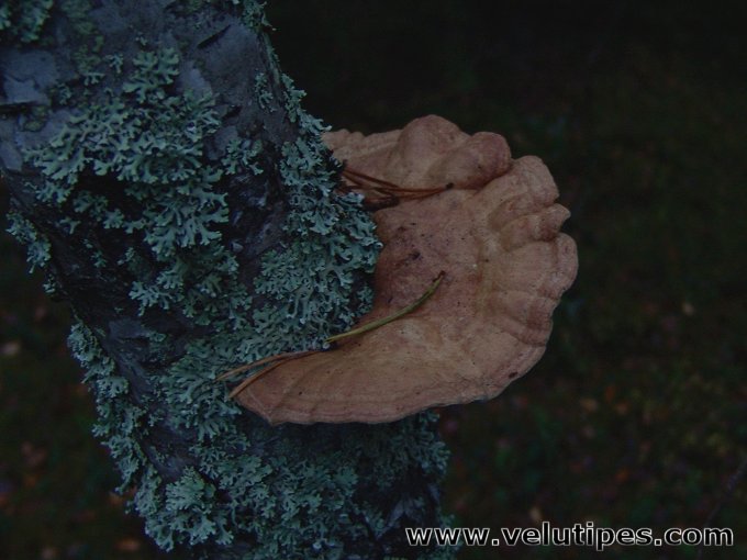 Hapalopilus rutilans