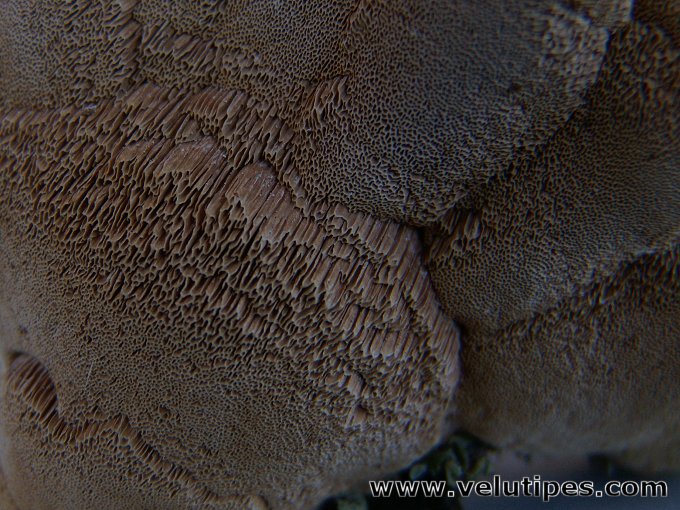 Hapalopilus rutilans