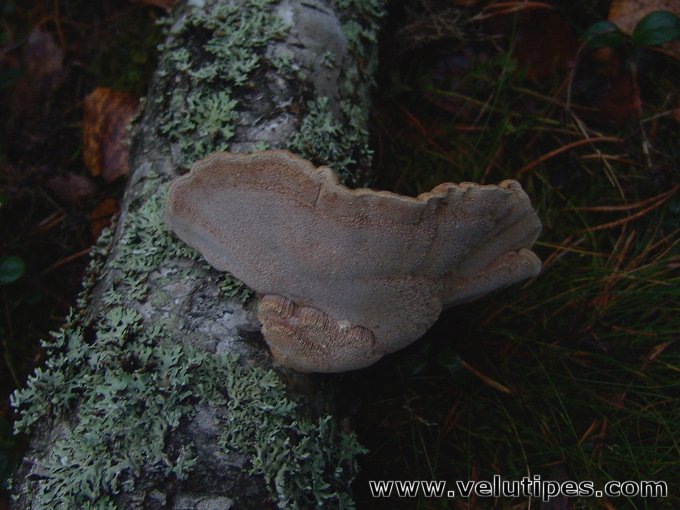 Hapalopilus rutilans