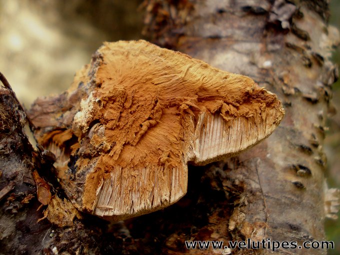 Hapalopilus rutilans