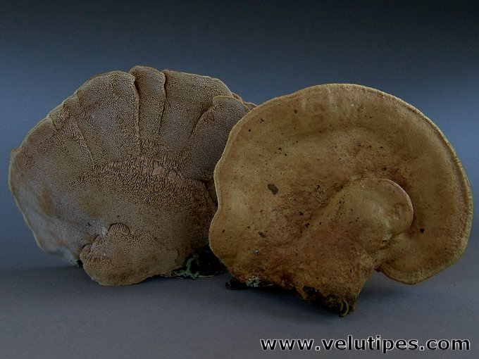 Hapalopilus rutilans