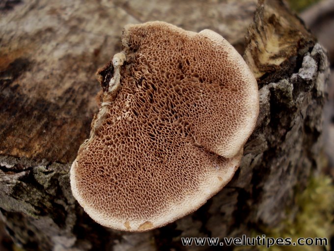 Hapalopilus rutilans