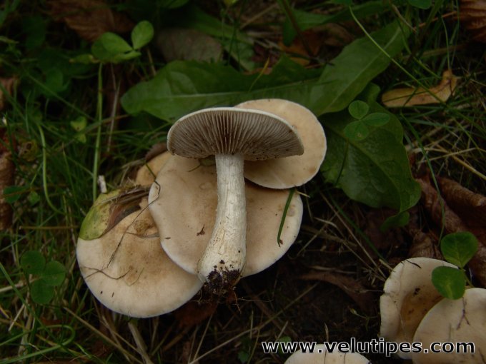 Hebeloma cf. crustuliniforme