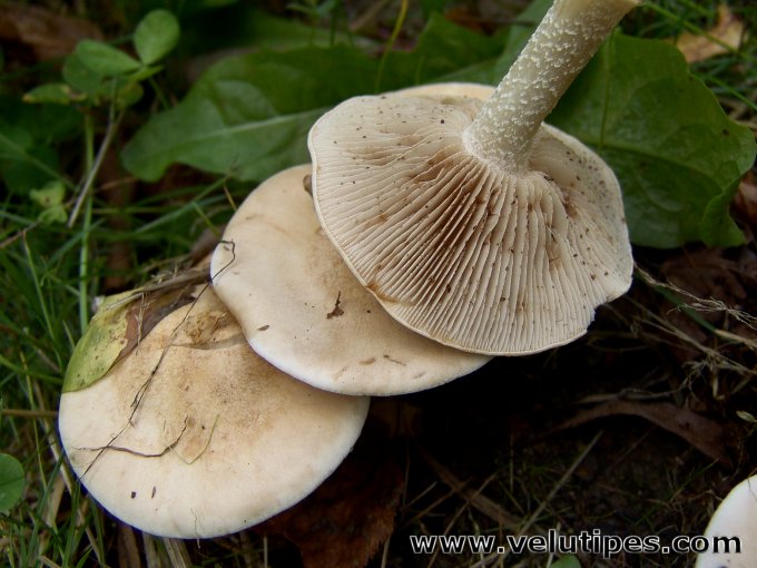 Hebeloma cf. crustuliniforme