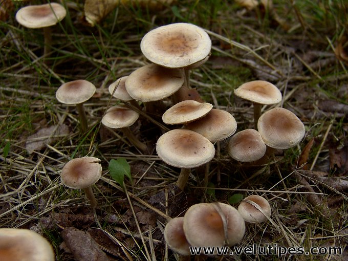 Hebeloma mesophaeum 