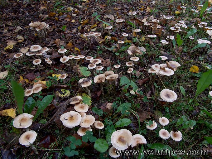  Hebeloma mesophaeum 