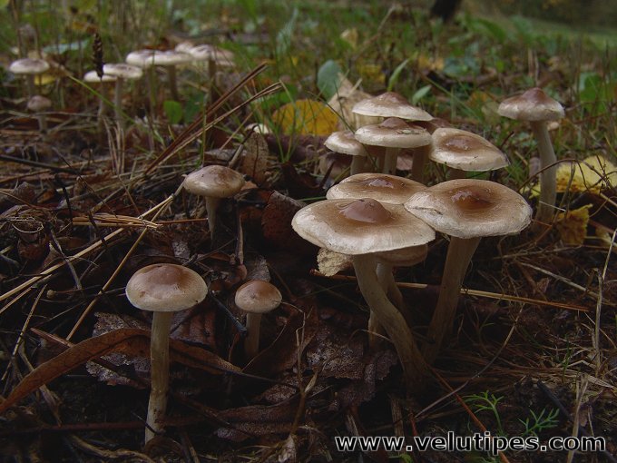  Hebeloma mesophaeum 