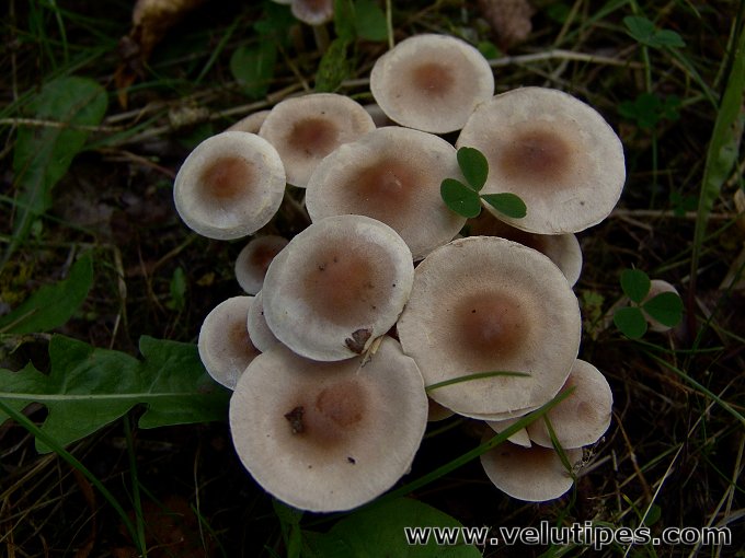  Hebeloma mesophaeum 