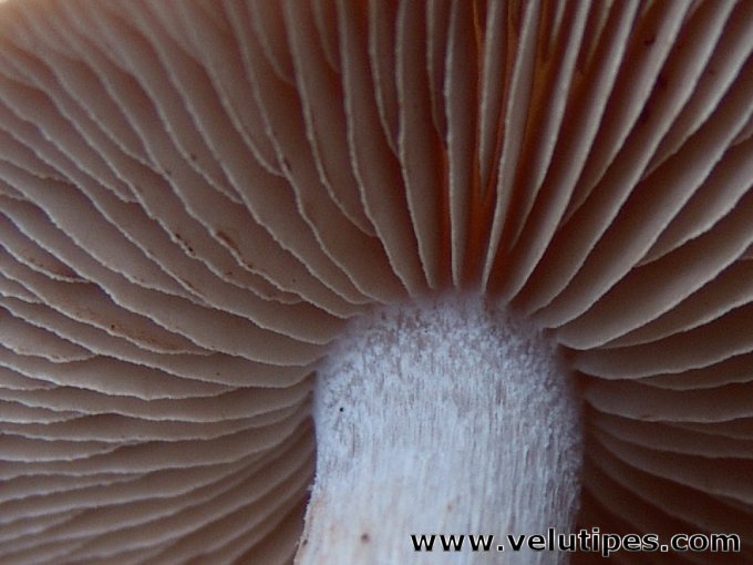  Hebeloma mesophaeum 
