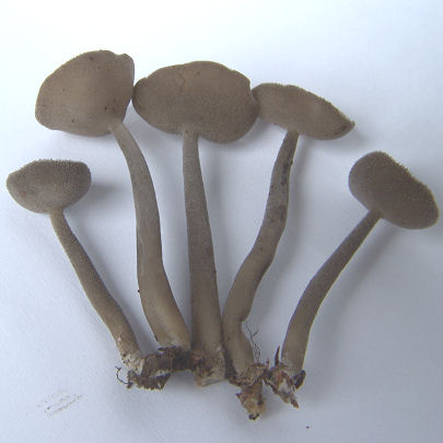  Helvella bulbosa 