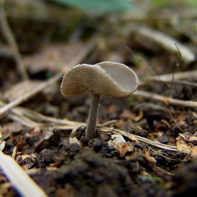  Helvella bulbosa 