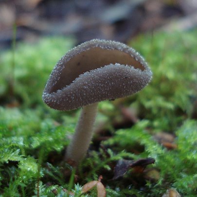  Helvella bulbosa 