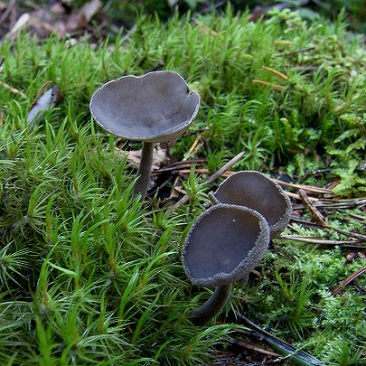  Helvella bulbosa 
