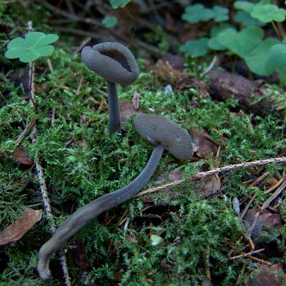  Helvella bulbosa 