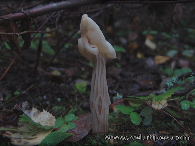 Helvella crispa