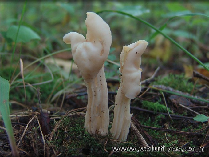 Helvella crispa