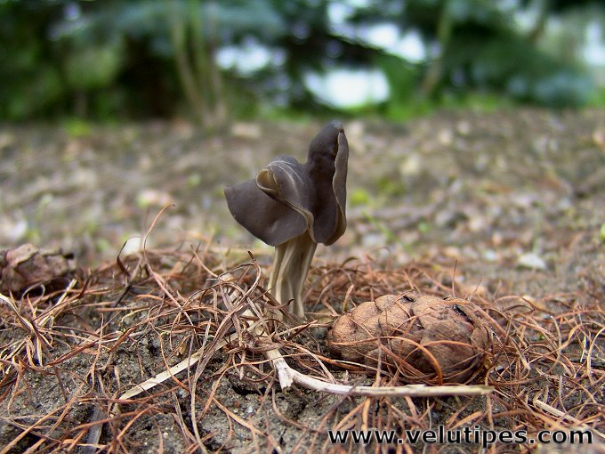 Helvella lacunosa