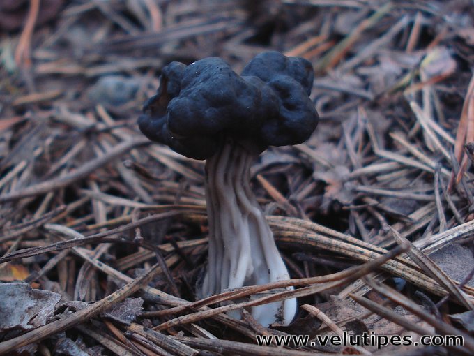 Helvella lacunosa