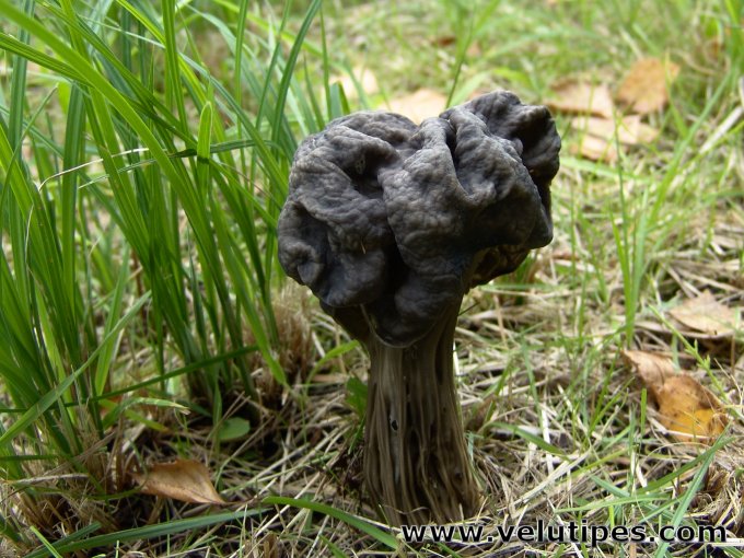 Helvella lacunosa
