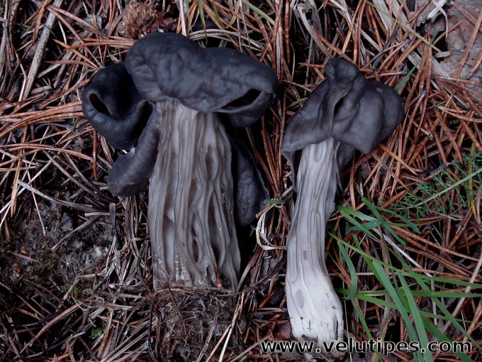 Helvella lacunosa