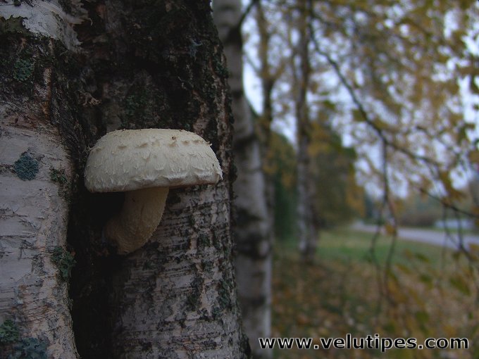 Hemipholiota heteroclita