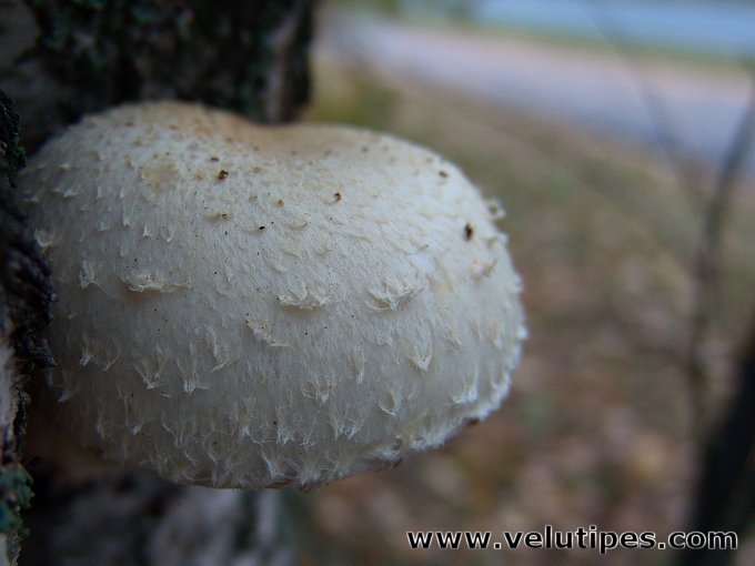 Hemipholiota heteroclita