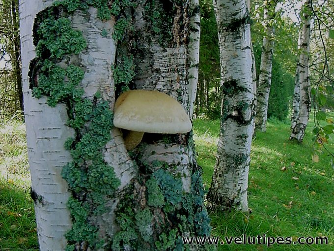 Hemipholiota heteroclita