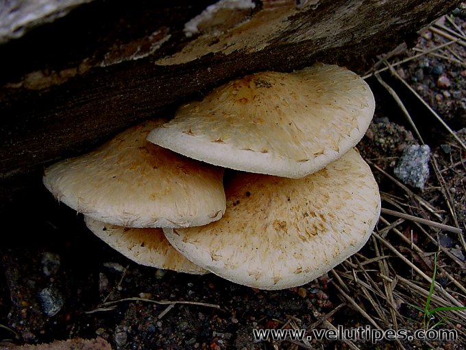 Hemipholiota heteroclita