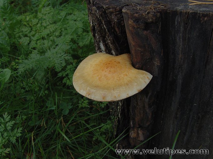 Hemipholiota heteroclita