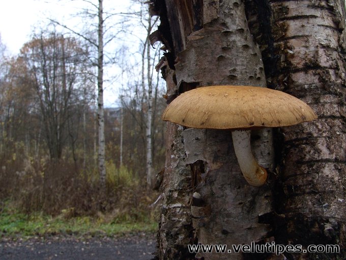 Hemipholiota heteroclita