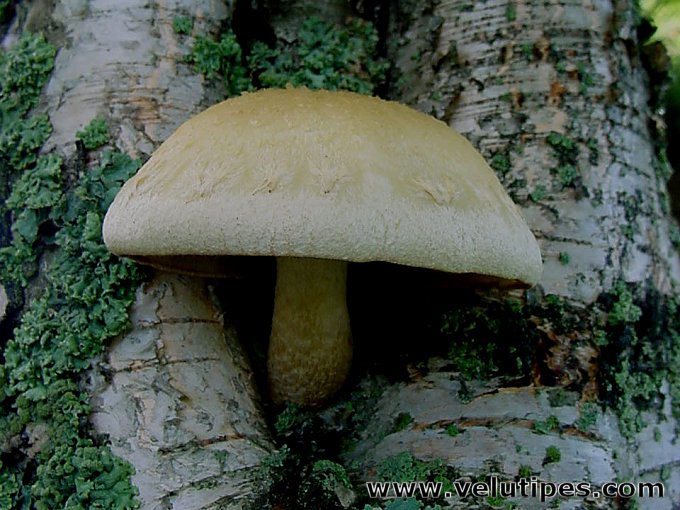Hemipholiota heteroclita