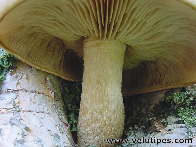 Hemipholiota heteroclita