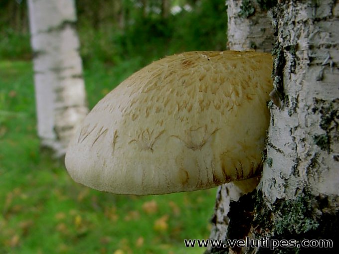 Hemipholiota heteroclita