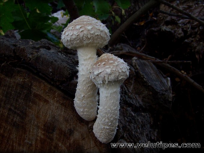 Hemipholiota populnea