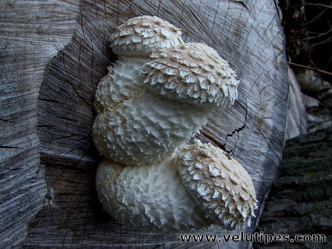 Hemipholiota populnea