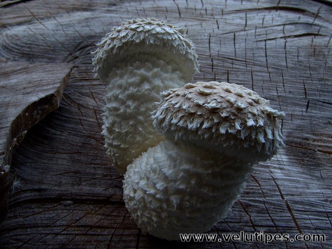 Hemipholiota populnea