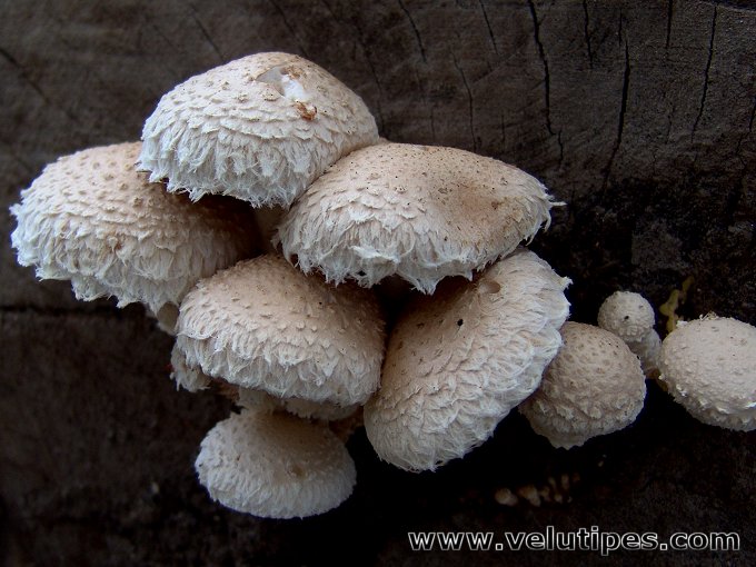 Hemipholiota populnea