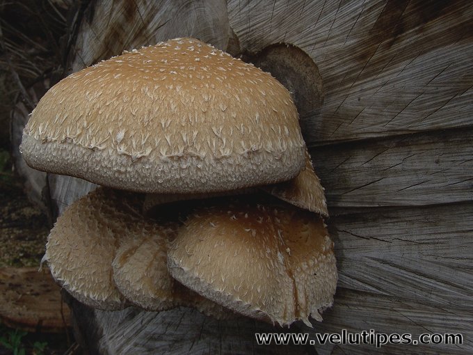 Hemipholiota populnea