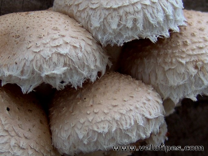 Hemipholiota populnea