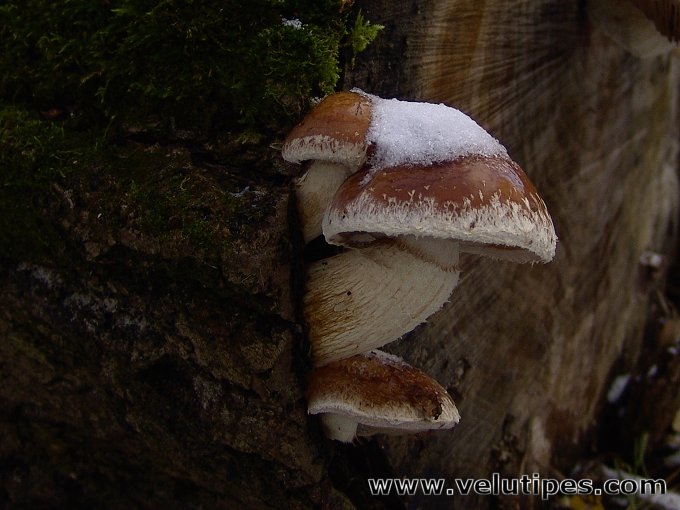 Hemipholiota populnea