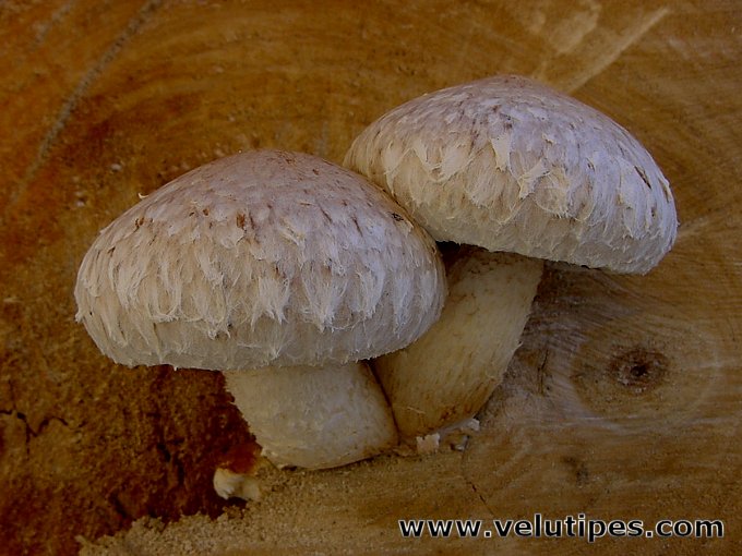 Hemipholiota populnea