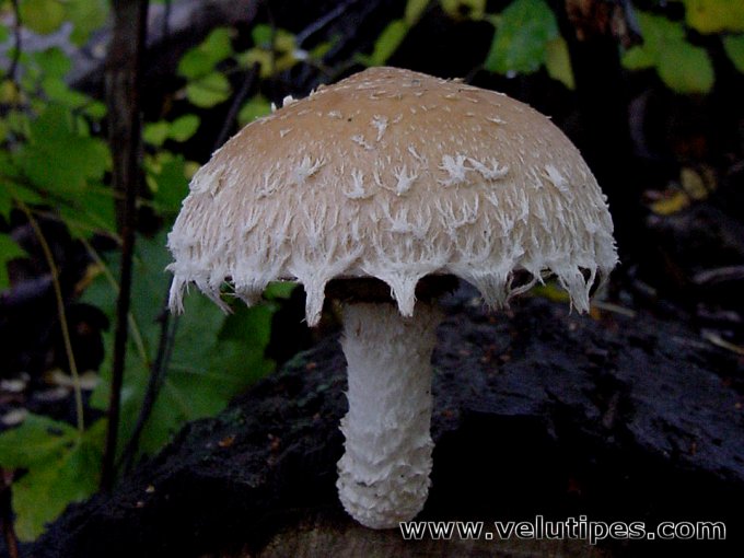 Hemipholiota populnea