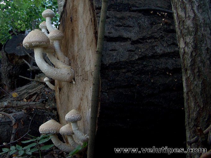 Hemipholiota populnea