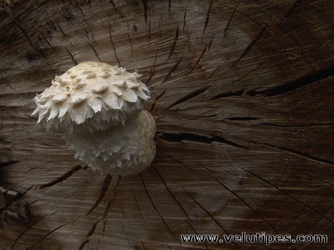 Hemipholiota populnea