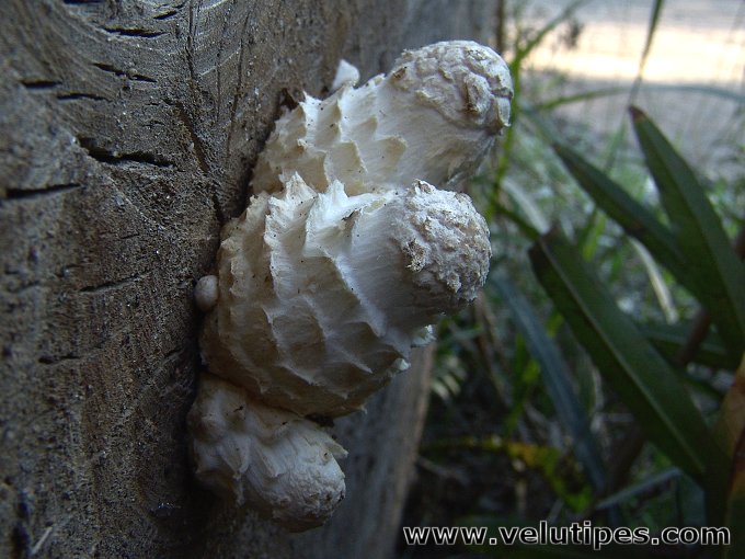 Hemipholiota populnea