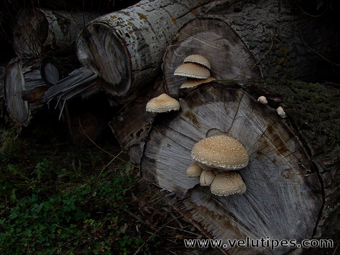 Hemipholiota populnea