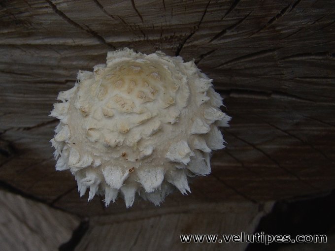 Hemipholiota populnea