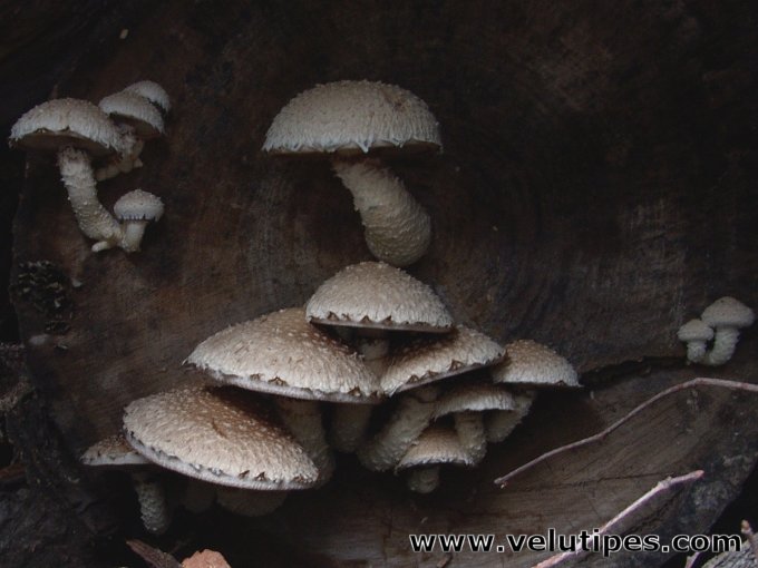 Hemipholiota populnea