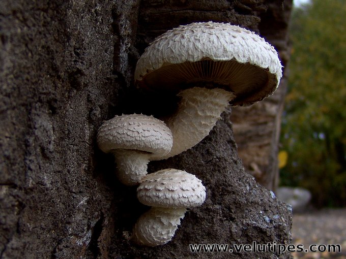 Hemipholiota populnea