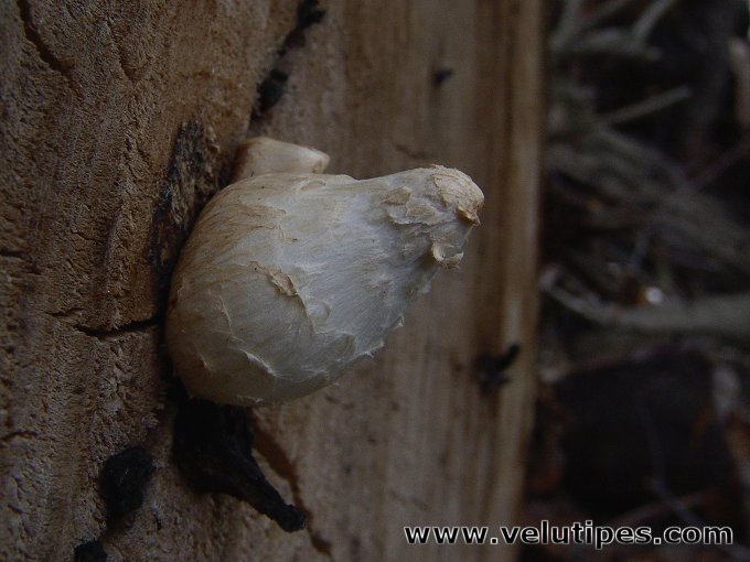 Hemipholiota populnea